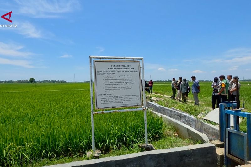 Sawah terdampak bencana di Kota Langsa kembali produktif