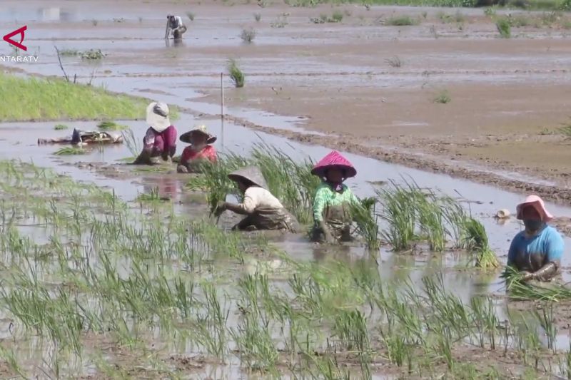 Pemulihan sawah terdampak bencana di Aceh capai 53 persen