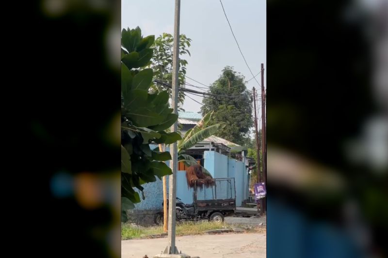 Sempat lepas, Didi si orang utan berhasil dievakuasi ke area aman