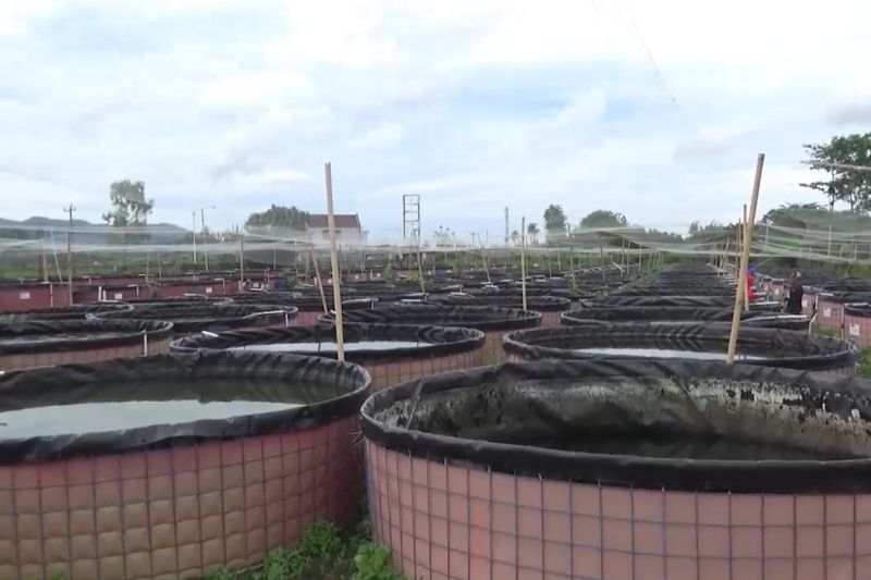 KKP manfaatkan TKD untuk budi daya ikan tematik di DIY