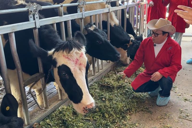 Kementan siapkan program kejar produksi susu dan daging nasional 2027