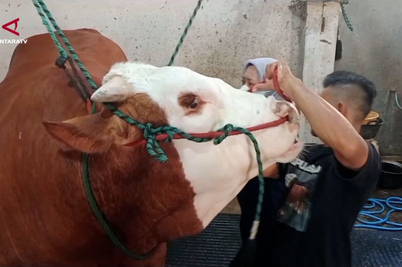Sapi 1,4 ton asal Bondowoso siap bersaing di Piala Presiden 2026