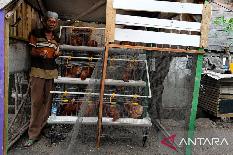 PTBA berdayakan masyarakat Merapi Timur lewat program ayam petelur