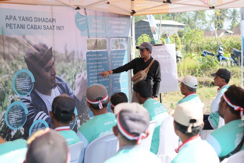Syngenta luncurkan inovasi atasi serangan "thrips" pada cabai