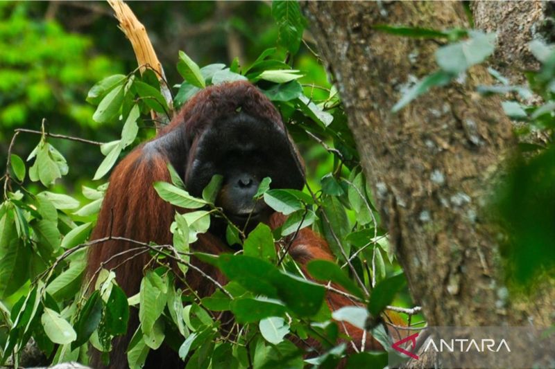 BKSDA Kalbar prioritaskan perlindungan Orangutan saat karhutla