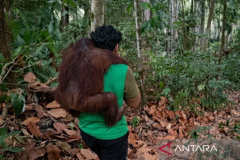 BKSDA evakuasi 11 orang utan dari ancaman karhutla Samboja Kukar