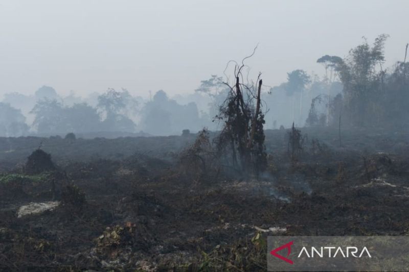 BKSDA Jambi pastikan kebakaran tidak mengganggu habitat gajah
