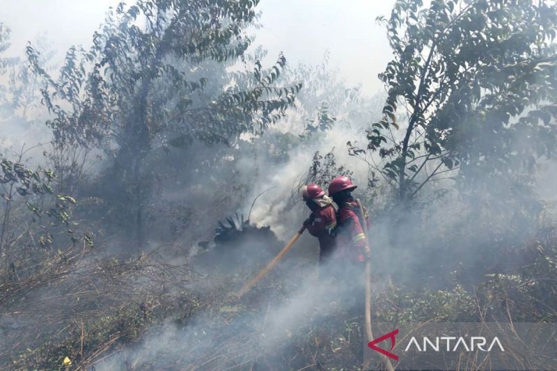 BPBD: Luas lahan terbakar di Batang Hari capai 479,48 hektare