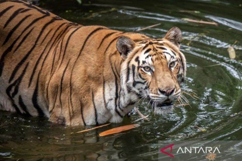 Ragunan bidik standar internasional dengan kesejahteraan satwa