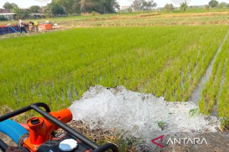 BWS prioritaskan suplai air irigasi Kaltim pada lahan tertanam
