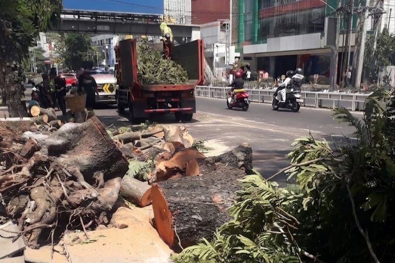 Pemkot Semarang segera evaluasi pemeliharaan RTH cegah pohon tumbang