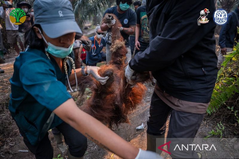Sebelum mati, Orangutan Sempurna ditemukan kritis di kebun sawit