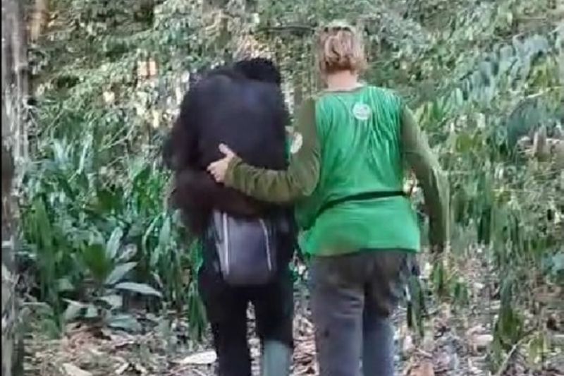 Khawatir stres, tim dampingi orangutan pascaevakuasi dari hutan Kaltim