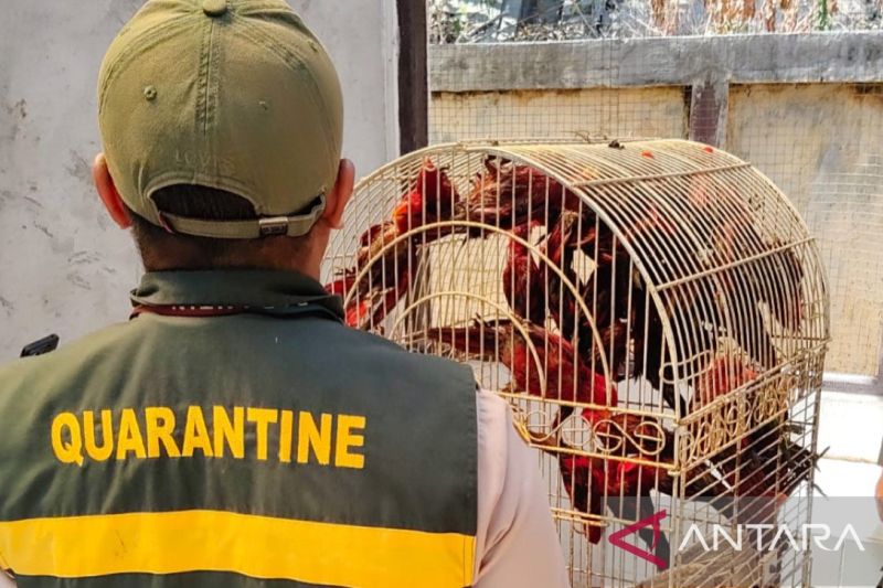 BKHIT Maluku gagalkan penyelundupan 40 nuri paruh bengkok