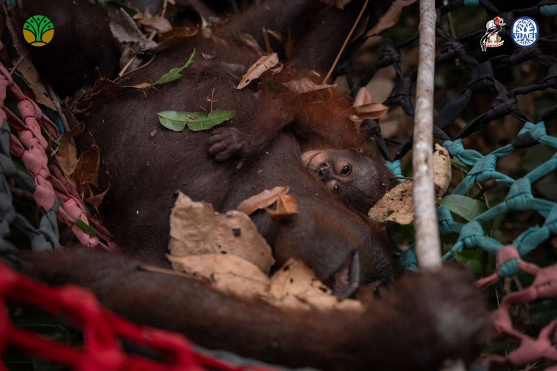 Induk dan anak orang utan dievakuasi akibat karhutla meluas