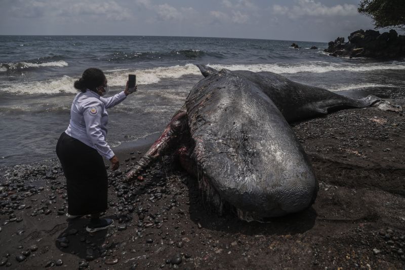 Paus sperma terdampar di Pantai Taduma Ternate
