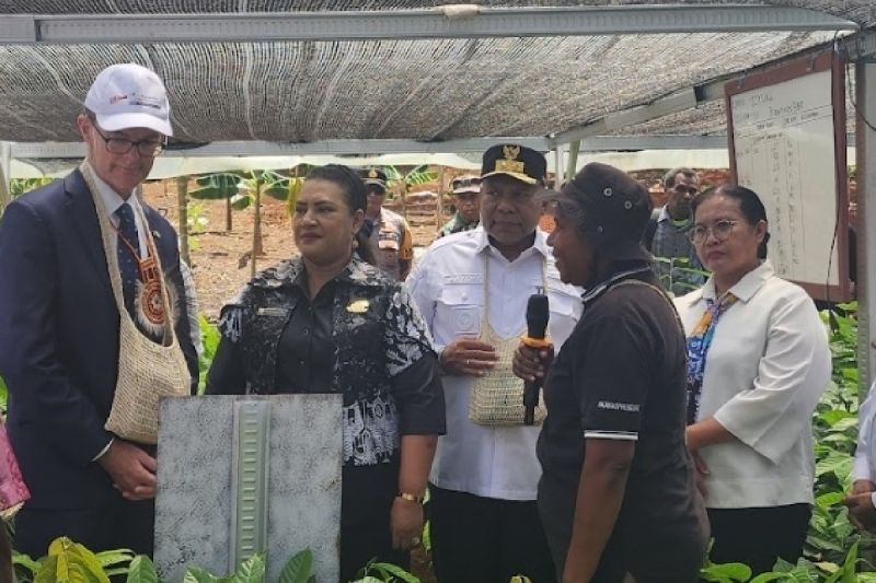 Masa Depan Kakao Papua Cerah Inggris Beri Dukungan