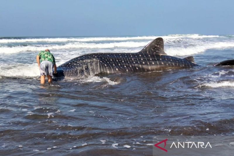 Polisi amankan hiu paus terdampar di pantai Jembrana-Bali