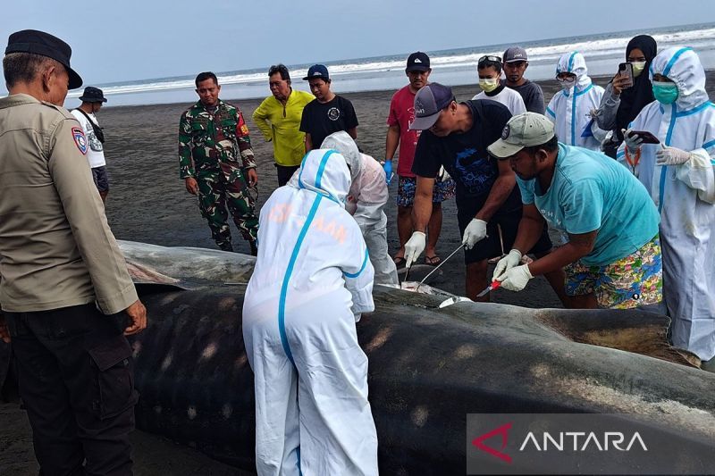 Hiu paus yang terdampar di Jembrana mati dan dikubur di pantai