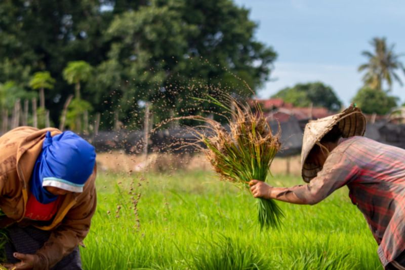 Dosen Unand: Sesuaikan modernisasi alsintan dengan luas lahan petani