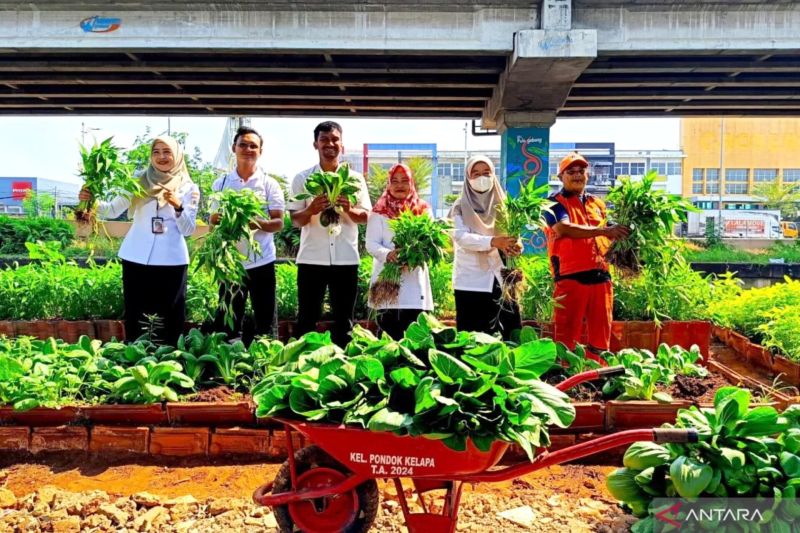 KPKP Jaktim sebut pertanian perkotaan tetap berjalan saat kemarau