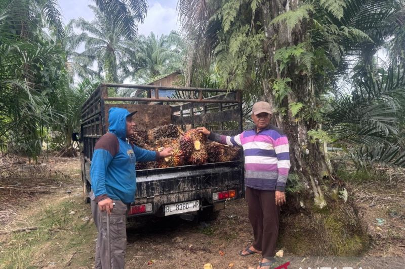 apkasindo-harga-tbs-di-barsela-aceh-tidak-sesuai-ketetapan-pemerintah