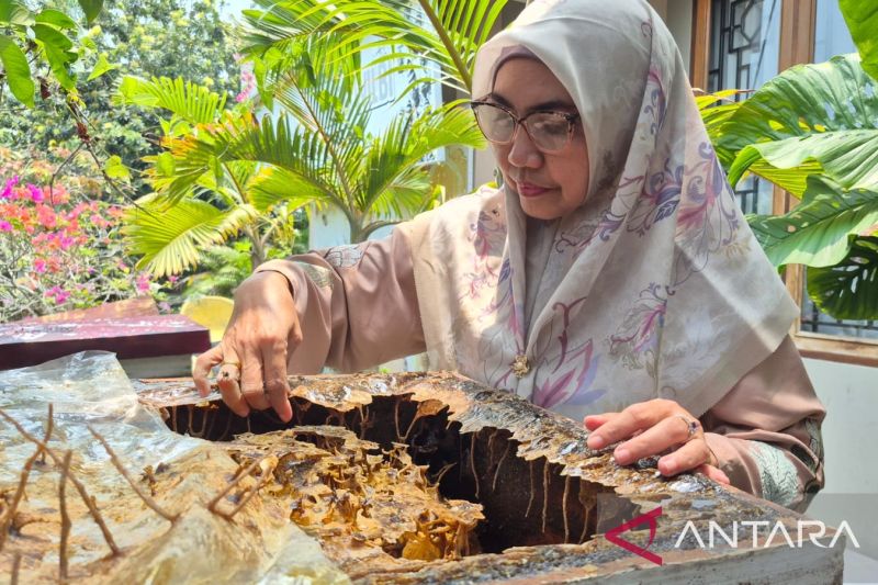 usaha-madu-jalan-ekonomi-riau-tanpa-merusak-hutan