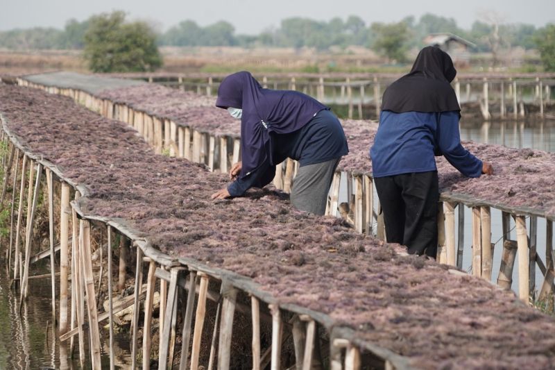 KKP dorong hilirisasi rumput laut Gracilaria untuk tarik investasi