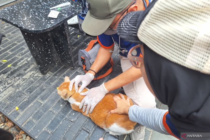 Hari Rabies, KPKP Jaksel beri layanan kesehatan hewan di Blok M