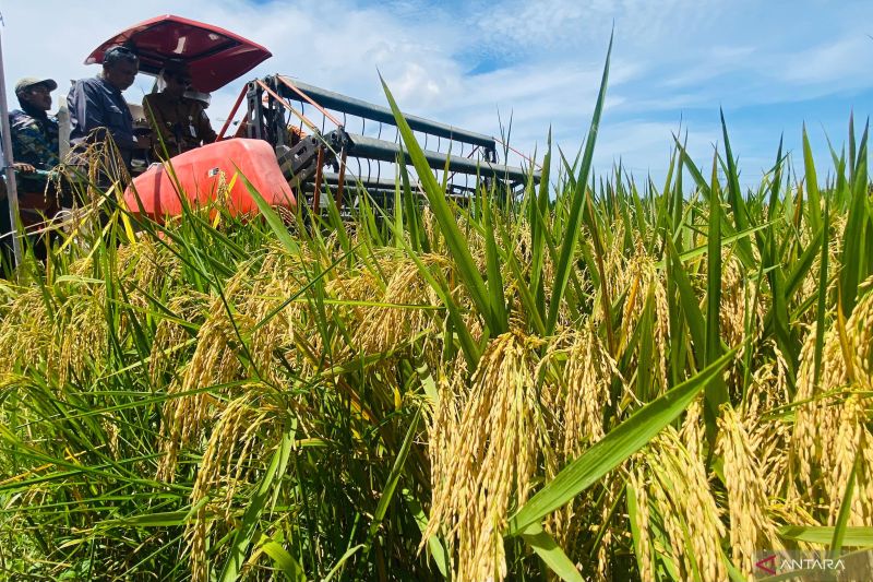 pemerintah-sebut-aceh-surplus-beras-300-ribu-ton-per-tahun
