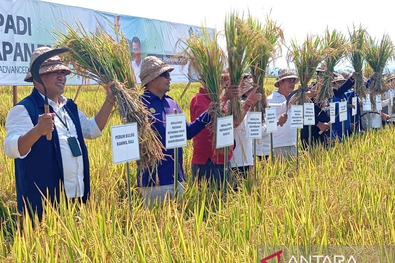 pemkab-gianyar-adopsi-pertanian-modern-di-jembrana