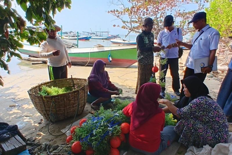 kkp-modeling-budi-daya-rumput-laut-di-karimunjawa-ramah-lingkungan