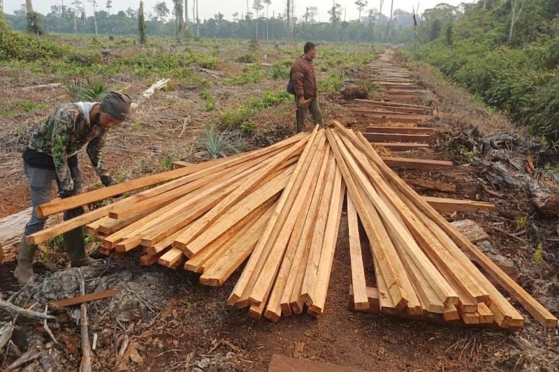 Dua Tersangka Ditahan Usai Tebangan Ilegal di Habitat Harimau Sumatera