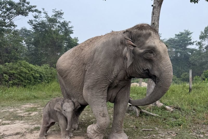 Kemenhut umumkan kelahiran anak gajah baru di TN Tesso Nilo