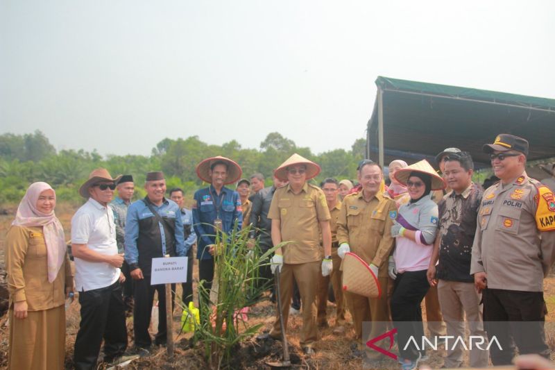 Pemkab Bangka Barat gandeng koperasi remajakan sawit rakyat