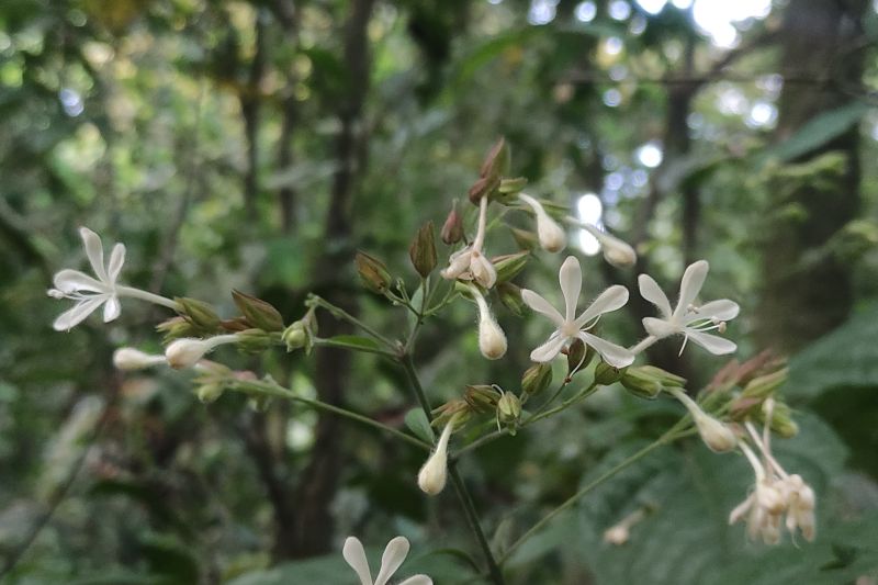 TNBTS: Penemuan Clerodendrum ismaili tambah keanekaragaman hayati