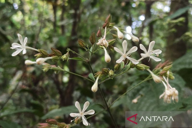 TNBTS: Penemuan Clerodendrum ismaili tambah keanekaragaman hayati