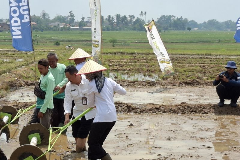 lampung-lakukan-gerakan-tanam-pm-aas-target-1000-hektare-sepekan