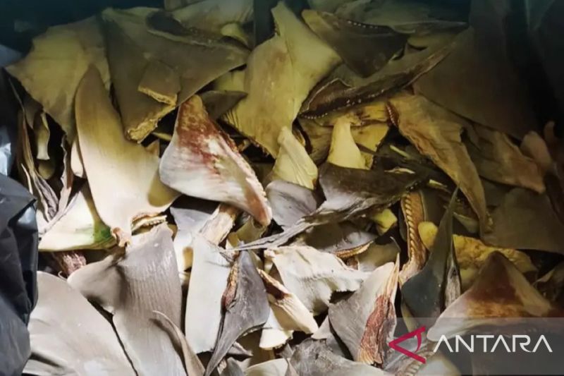 BKHIT Maluku awasi pengiriman 103,65 kg sirip hiu ke Manado