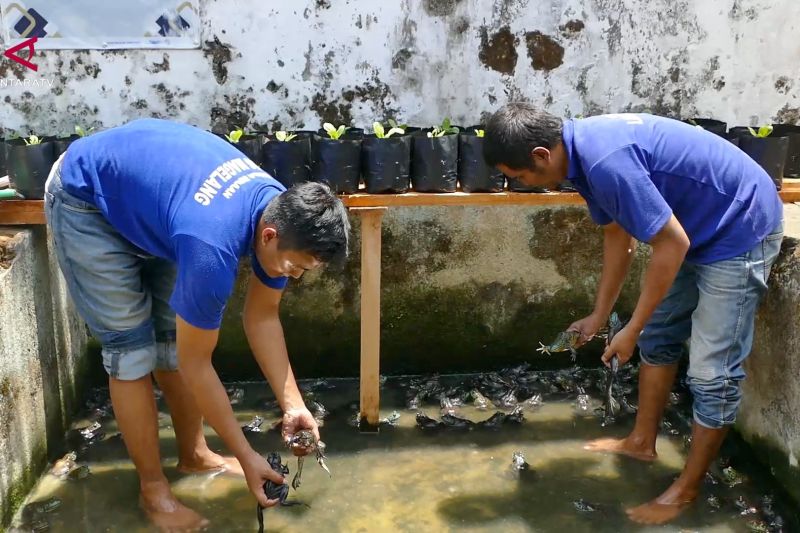 Bekal saat bebas, warga binaan Lapas Magelang budidaya bullfrog