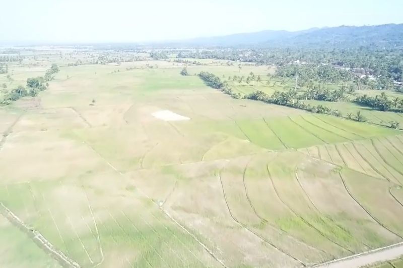 BWS Sulawesi IV bantu tangani kekeringan 50 hektare sawah di Kendari