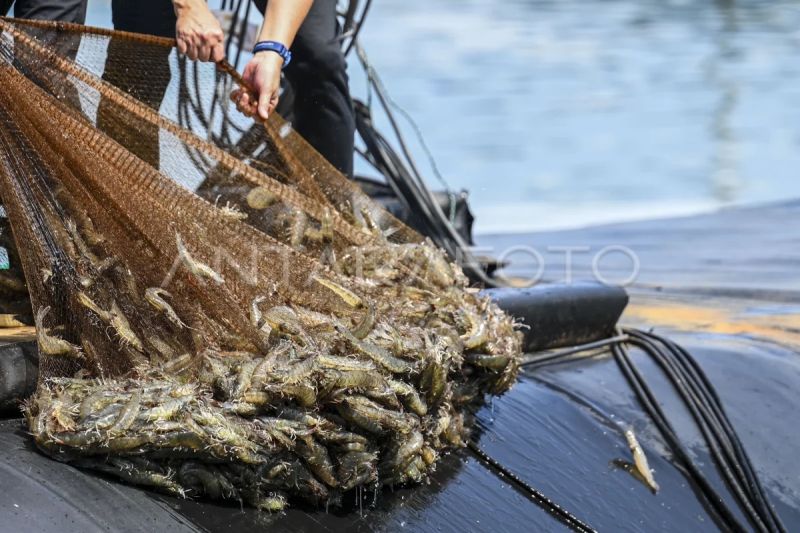 KKP telusuri distribusi pakan untuk validasi data produksi udang