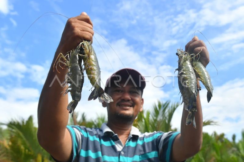 hpp-udang-indonesia-lebih-tinggi-dari-ekuador-pakan-capai-62-persen