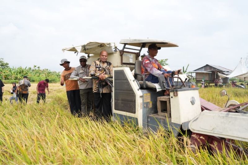 brmp-papua-targetkan-swasembada-beras-melalui-pertanian-modern