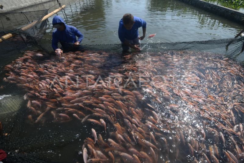 penebusan-pupuk-subsidi-sektor-perikanan-capai-968-persen