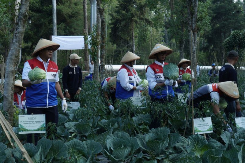 pge-bantu-petani-kamojang-panen-70-ton-kubis-lewat-inovasi-pupuk