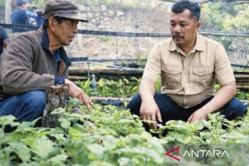 kerinci-dorong-nilam-menjadi-tanaman-unggulan-melalui-teknik-budi-daya