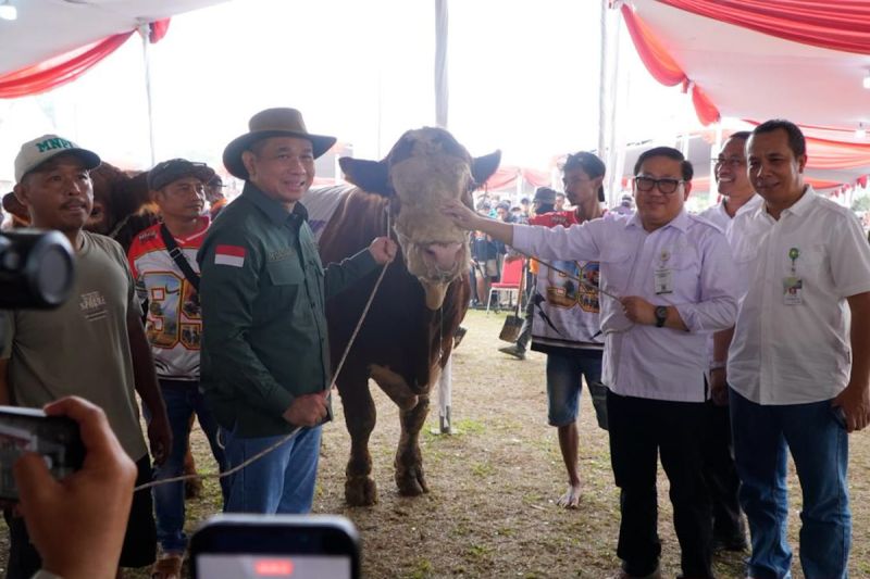 kementan-perkuat-genetik-sapi-dorong-produktivitas-peternak-nasional