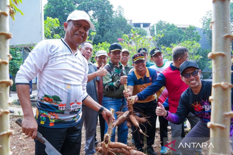 KPKP Jaktim dorong warga tanam singkong pendamping beras