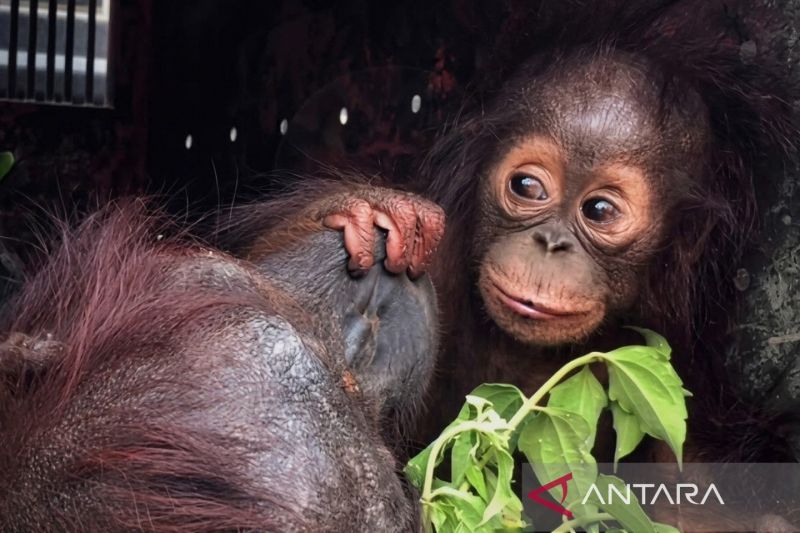 BKSDA Kaltim selamatkan 39 individu satwa terdampak kemarau-karhutla